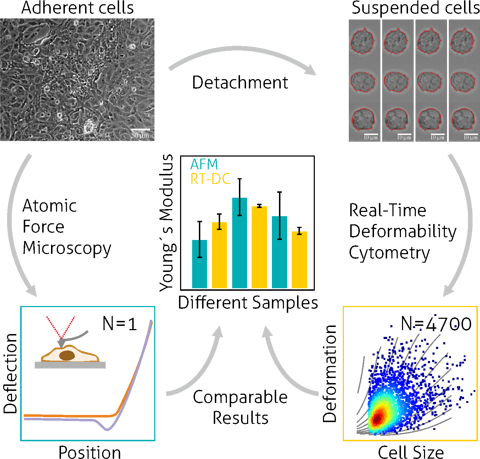 In a work by Pires et al. the researchers explored the potential of RT-DC to characterize hiPSC-derived cardiomyocytes, which form an important cell type of the heart. The researchers could show that high-throughput mechanical characterization is capable to monitor subtle changes in the structure of these cells. Utilizing these results might allow to label-free assess these cells before transplantation and without the need of fluorescent markers.