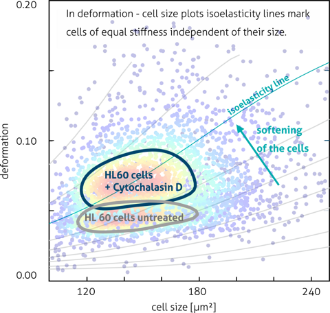Alterations of the cytoskeleton can be quantified through mechanical analysis. The depletion of actin microfilaments by Cytochalasin D results in a higher deformation and therefore, reduced stiffness of HL60 cells. The plot below shows the superposition of treated and untreated cells.