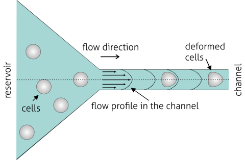 Technical schematic showing cell suspension driven from a reservoir through a defined microfluidic constriction channel, generating laminar flow and controlled stress fields that enable quantitative deformation-based single-cell analysis.