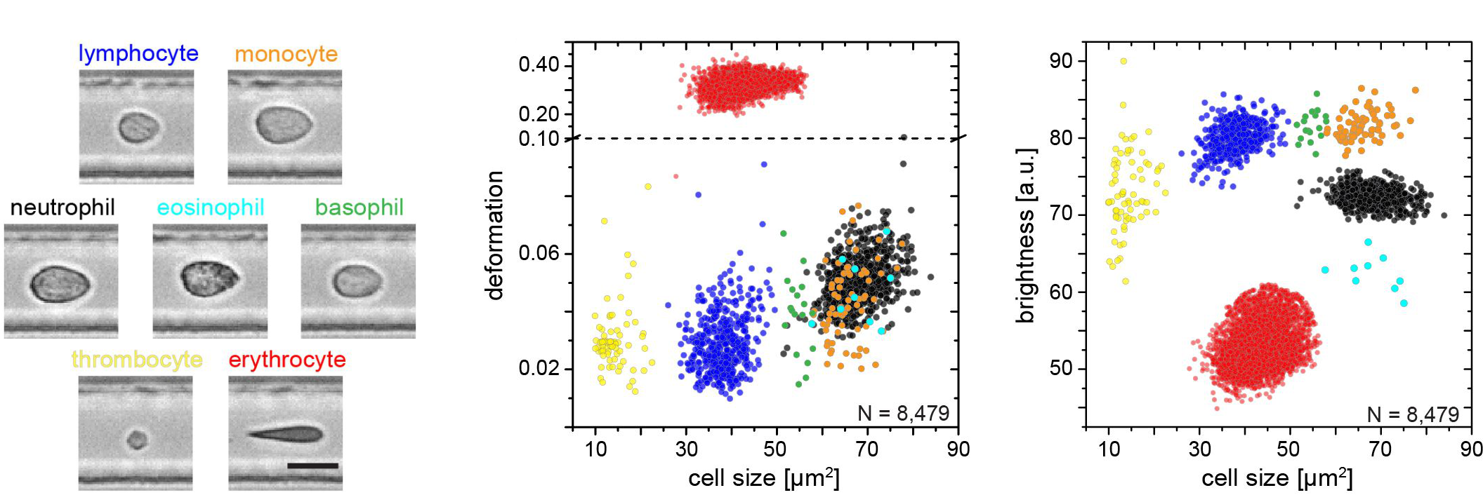 Mechanical haemogram of whole blood measured by real-time deformability cytometry (RT-DC): brightfield images of eight blood cell types in the microfluidic channel, with scatter plots showing 8,479 single cells resolved by size, deformation, and brightness without fluorescent markers or antibodies.