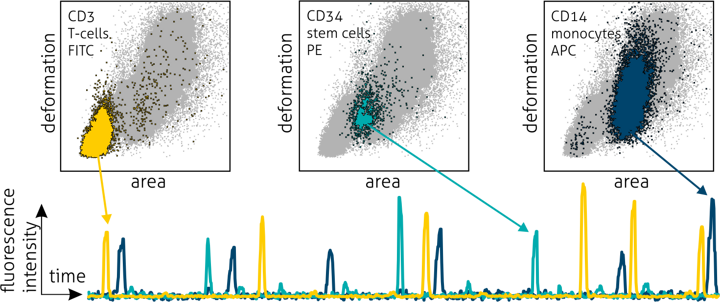 Scatter plots of deformation versus cell area with fluorescence-defined subpopulations (CD3, CD34, CD14) and corresponding fluorescence intensity traces recorded during real-time deformability cytometry.