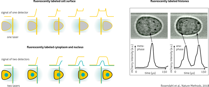 Schematic illustration of one-dimensional fluorescence imaging in real-time deformability cytometry showing confined light-sheet excitation and temporal fluorescence peak profiles reflecting intracellular structure distribution.