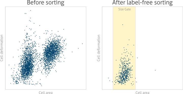 Scatter plot of cell deformation versus cell area showing label-free cell sorting. Before sorting, two overlapping populations are visible; after size-based sorting, a narrow, enriched population remains.