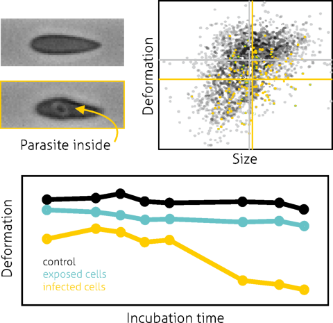 Using the AcCellerator system, we approached the question if the infiltration of the malaria parasite inside red blood cells (RBCs) can be detected based on mechanical cell changes. After in-vitro infection of RBC samples, cells have been analysed over the parasite life cycle of 48 hours. In a typical sample approximately 8-10% of all cells are infected showing a reduction in deformation compared to an untreated control. Interestingly, also the cells in the infected samples that are not exposed to the parasite show a reduction in deformation. This suggests a bystander effect.

In addition, we took advantage of the feature of the AcCellerator system to acquire bright-field images of each single cell. The study demonstrates that our software is capable to identify the parasite directly inside the cell. This suggests the possibility of parasite detection directly from an image analysis. A process, which can be carried out in seconds.